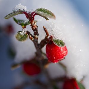 Preview wallpaper berries, branch, snow, winter, macro, plant, nature
