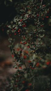 Preview wallpaper berries, branches, bush, macro