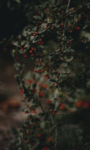 Preview wallpaper berries, branches, bush, macro