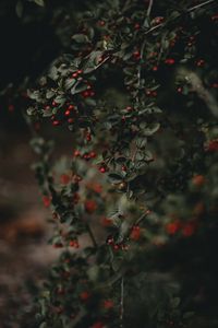 Preview wallpaper berries, branches, bush, macro