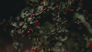 Preview wallpaper berries, branches, bush, macro