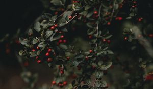 Preview wallpaper berries, branches, bush, macro