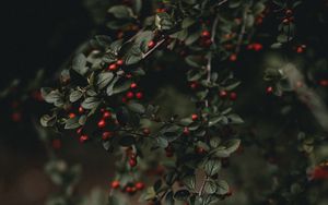 Preview wallpaper berries, branches, bush, macro