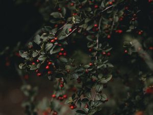 Preview wallpaper berries, branches, bush, macro