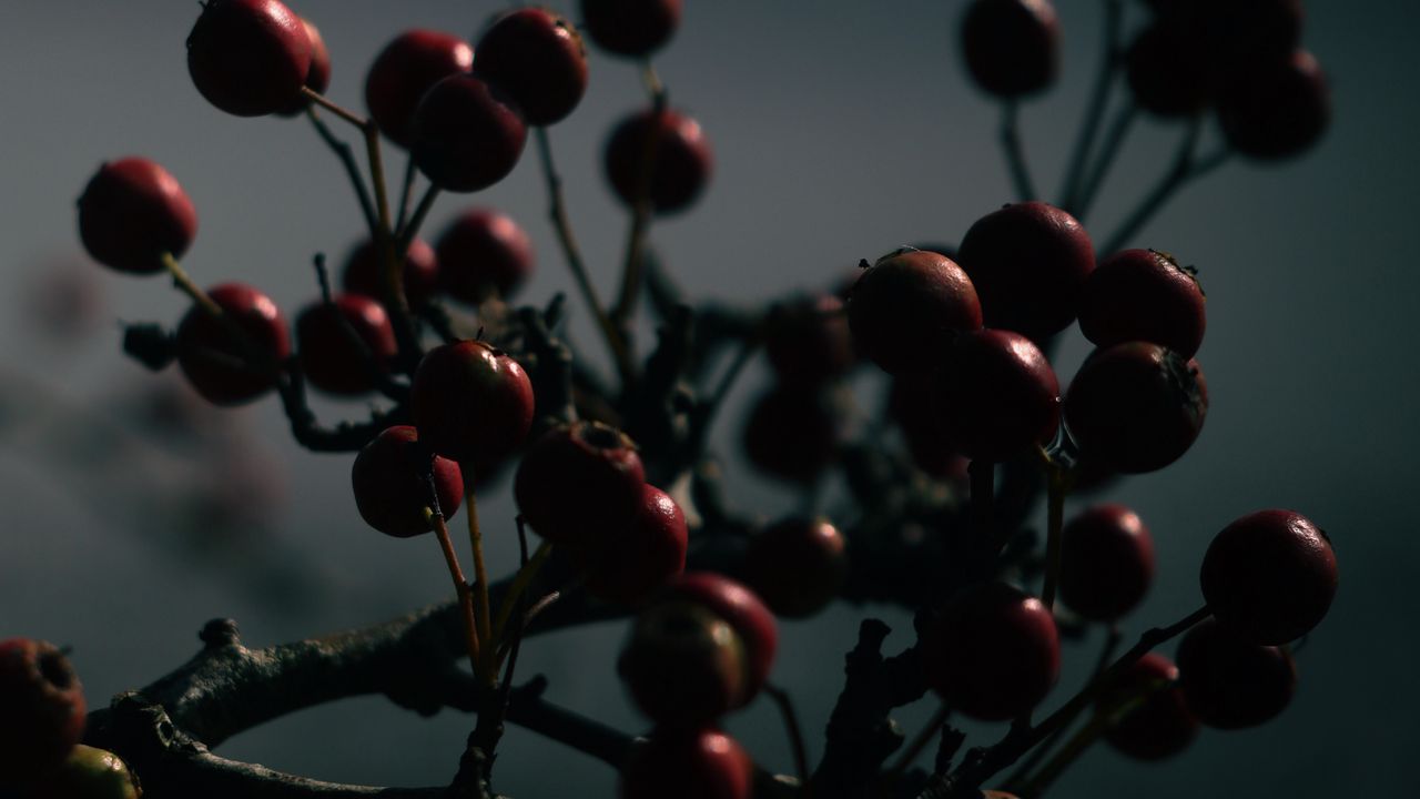 Wallpaper berries, branches, dark, blur