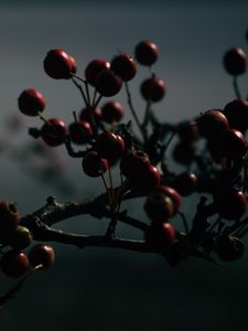 Preview wallpaper berries, branches, dark, blur