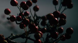 Preview wallpaper berries, branches, dark, blur