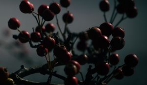 Preview wallpaper berries, branches, dark, blur