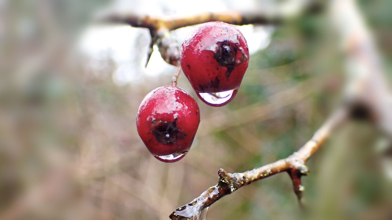 Wallpaper berries, branches, drops, macro, glare, blur