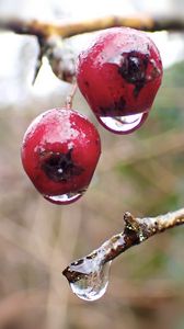 Preview wallpaper berries, branches, drops, macro, glare, blur