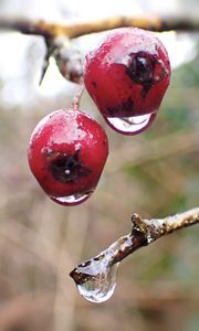 Preview wallpaper berries, branches, drops, macro, glare, blur