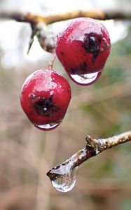 Preview wallpaper berries, branches, drops, macro, glare, blur