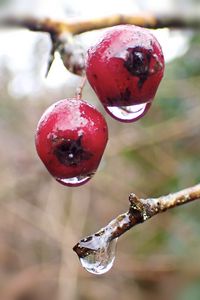 Preview wallpaper berries, branches, drops, macro, glare, blur