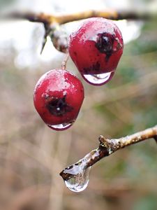 Preview wallpaper berries, branches, drops, macro, glare, blur