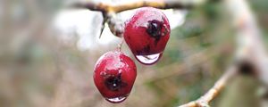 Preview wallpaper berries, branches, drops, macro, glare, blur