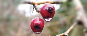 Preview wallpaper berries, branches, drops, macro, glare, blur