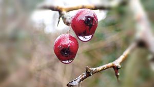 Preview wallpaper berries, branches, drops, macro, glare, blur