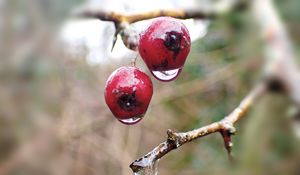 Preview wallpaper berries, branches, drops, macro, glare, blur
