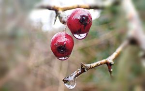 Preview wallpaper berries, branches, drops, macro, glare, blur