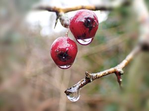 Preview wallpaper berries, branches, drops, macro, glare, blur