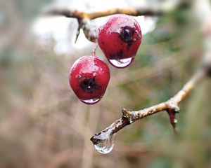 Preview wallpaper berries, branches, drops, macro, glare, blur