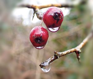 Preview wallpaper berries, branches, drops, macro, glare, blur