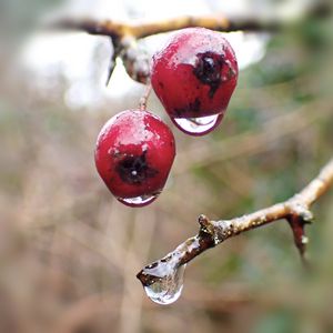 Preview wallpaper berries, branches, drops, macro, glare, blur
