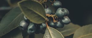 Preview wallpaper berries, branches, leaves, macro