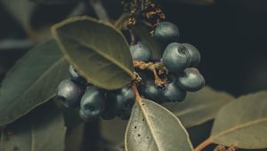 Preview wallpaper berries, branches, leaves, macro