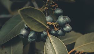 Preview wallpaper berries, branches, leaves, macro