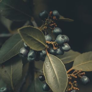 Preview wallpaper berries, branches, leaves, macro