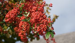 Preview wallpaper berries, branches, leaves, macro, red