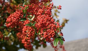 Preview wallpaper berries, branches, leaves, macro, red