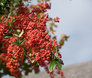 Preview wallpaper berries, branches, leaves, macro, red