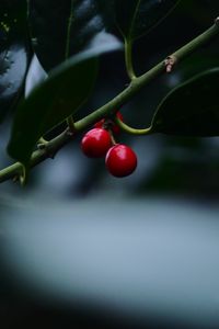 Preview wallpaper berries, branches, leaves, red, macro