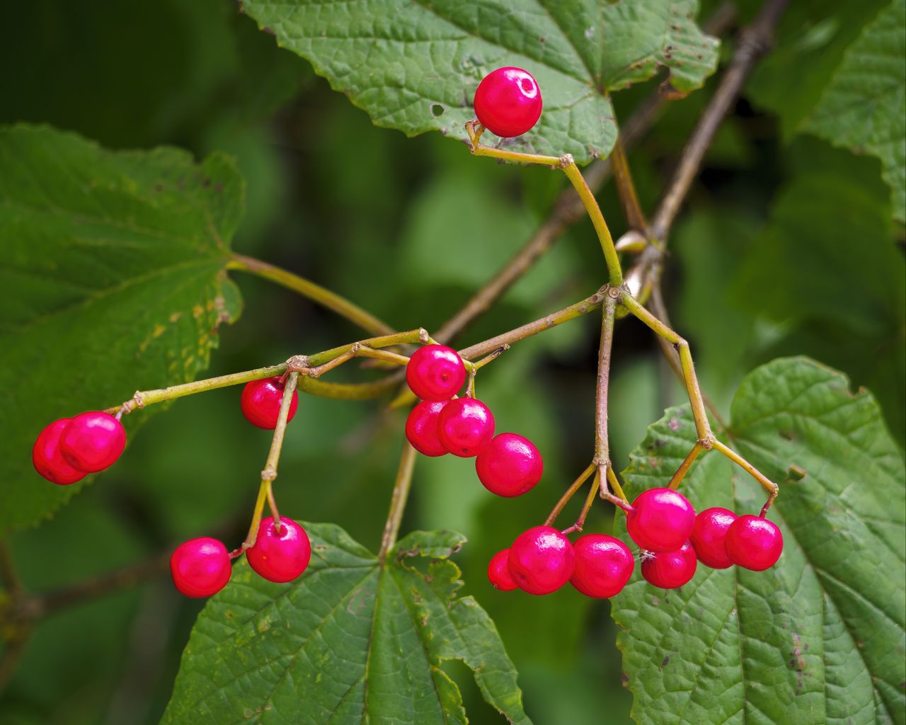 1280x1024 Wallpaper berries, branches, macro, leaves, bright