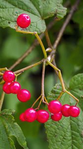 Preview wallpaper berries, branches, macro, leaves, bright