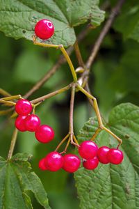 Preview wallpaper berries, branches, macro, leaves, bright