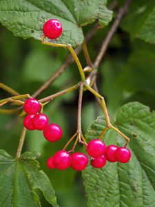 Preview wallpaper berries, branches, macro, leaves, bright