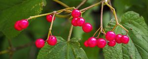 Preview wallpaper berries, branches, macro, leaves, bright