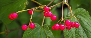 Preview wallpaper berries, branches, macro, leaves, bright