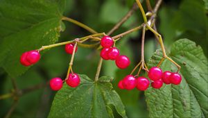 Preview wallpaper berries, branches, macro, leaves, bright