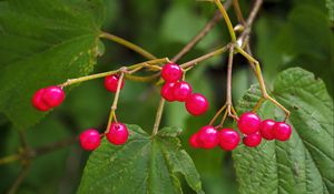 Preview wallpaper berries, branches, macro, leaves, bright