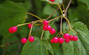 Preview wallpaper berries, branches, macro, leaves, bright