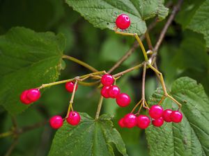 Preview wallpaper berries, branches, macro, leaves, bright