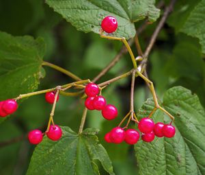 Preview wallpaper berries, branches, macro, leaves, bright