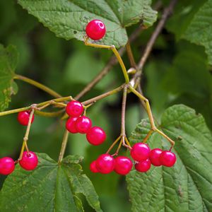Preview wallpaper berries, branches, macro, leaves, bright