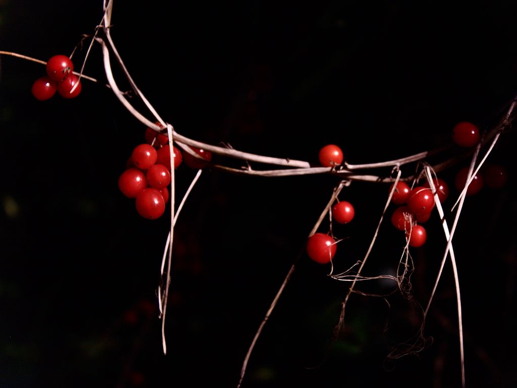 1024x768 Wallpaper berries, branches, red, macro, highlights