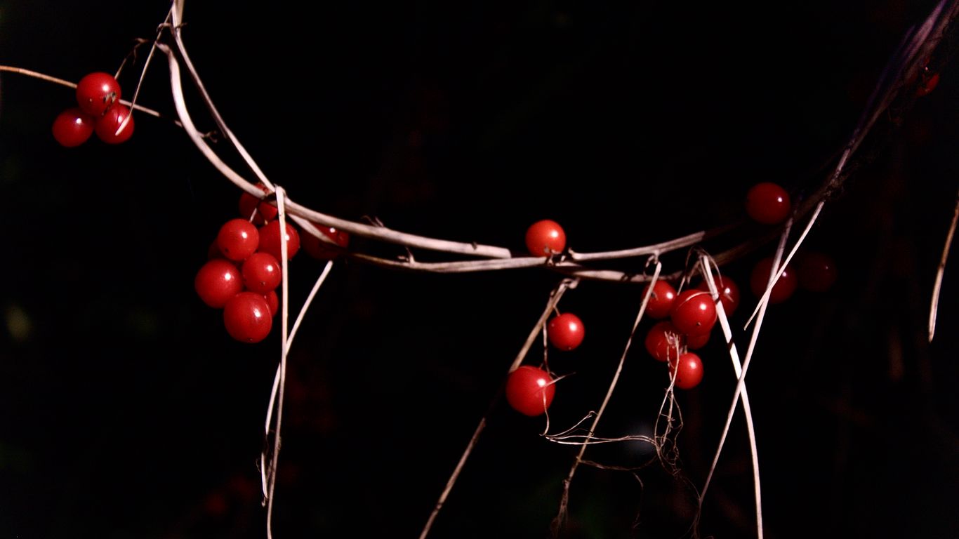 1366x768 Wallpaper berries, branches, red, macro, highlights