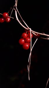 Preview wallpaper berries, branches, red, macro, highlights